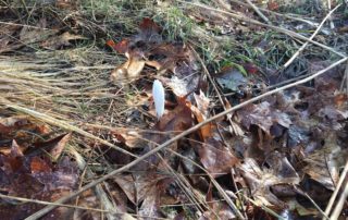 Crocus poking through leaves