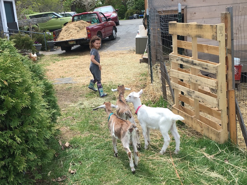 Goats back to pen Catching Health with Diane Atwood