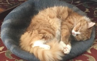 Charlotte curled up in kitty bed