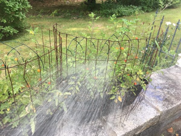 Blueberry tomatoes