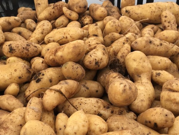 Fingerling potatoes/Farmers' Market