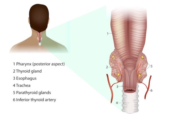 Parathyroid illustration