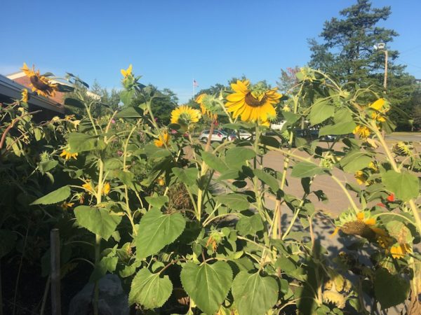 Sunflowers at playground