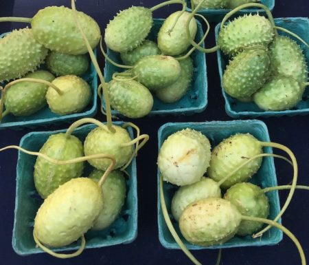 Jamaican Burr Gherkins