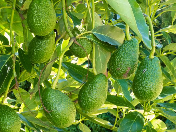 Avocados growing on tree
