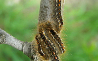 All Natural Brown Tail Moth Spray Relief 