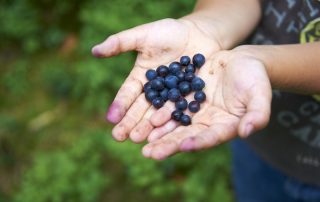 Blueberries in child's hands