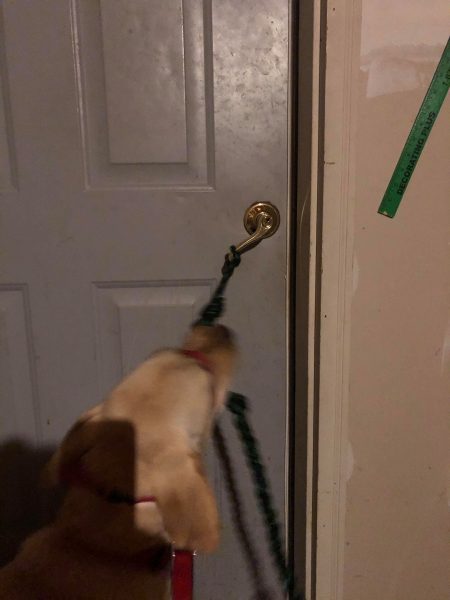 Sandy the service dog closing a door for Kathy