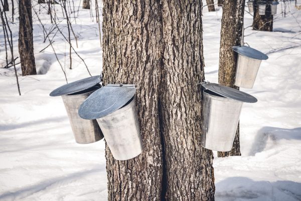 Sap buckets on maple trees/Adobe stock