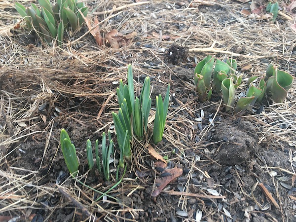 Daffodil leaves