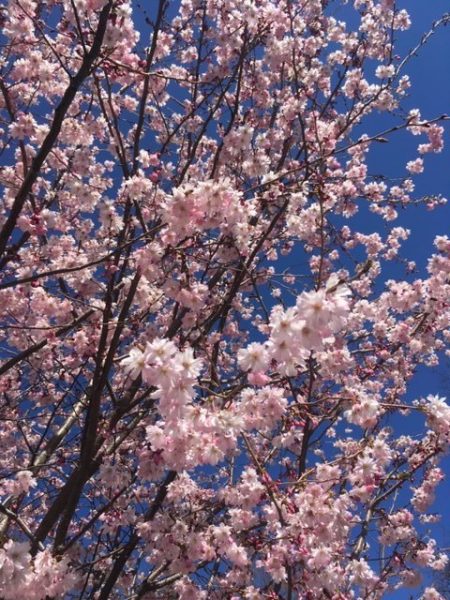 Blooming cherry tree/Susan Fekety
