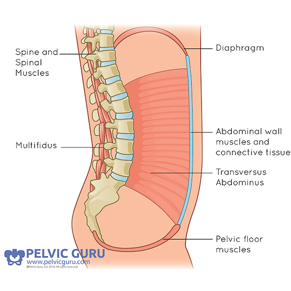 Illustration of abdominal cylinder