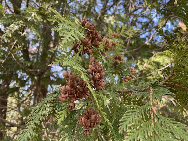 Cedar tree