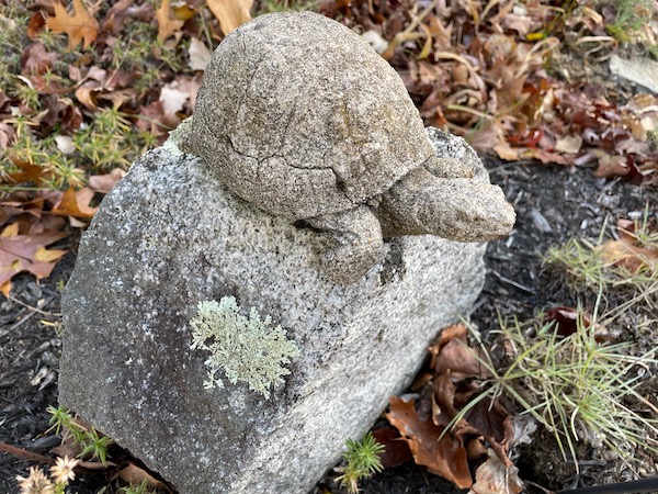 Turtle in the rock garden