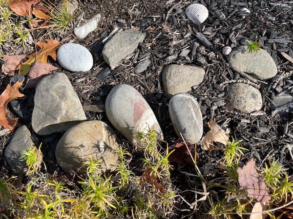 Rocks and shells