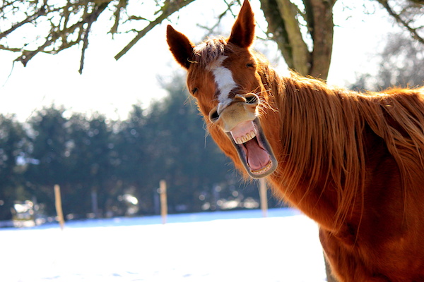 "Laughing" horse