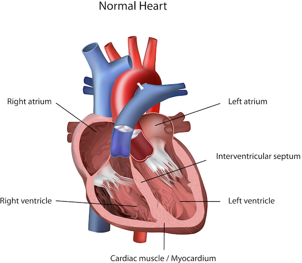 Heart anatomy