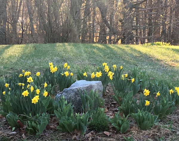 Spring in Maine/COVID hope