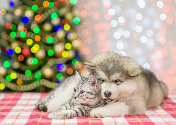 Dog and cat/pet holiday safety