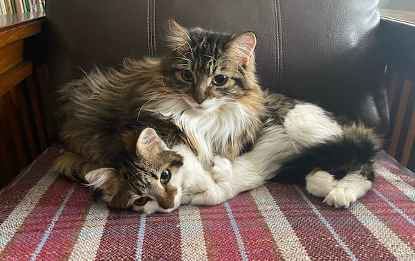 Two sweet kitties